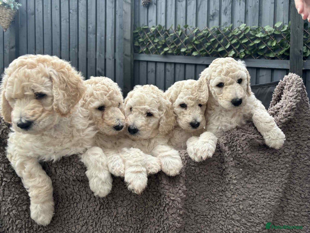 Standard Poodle dogs for sale: Standard poodle puppies!  2 girls 1 boy left  - Image 15