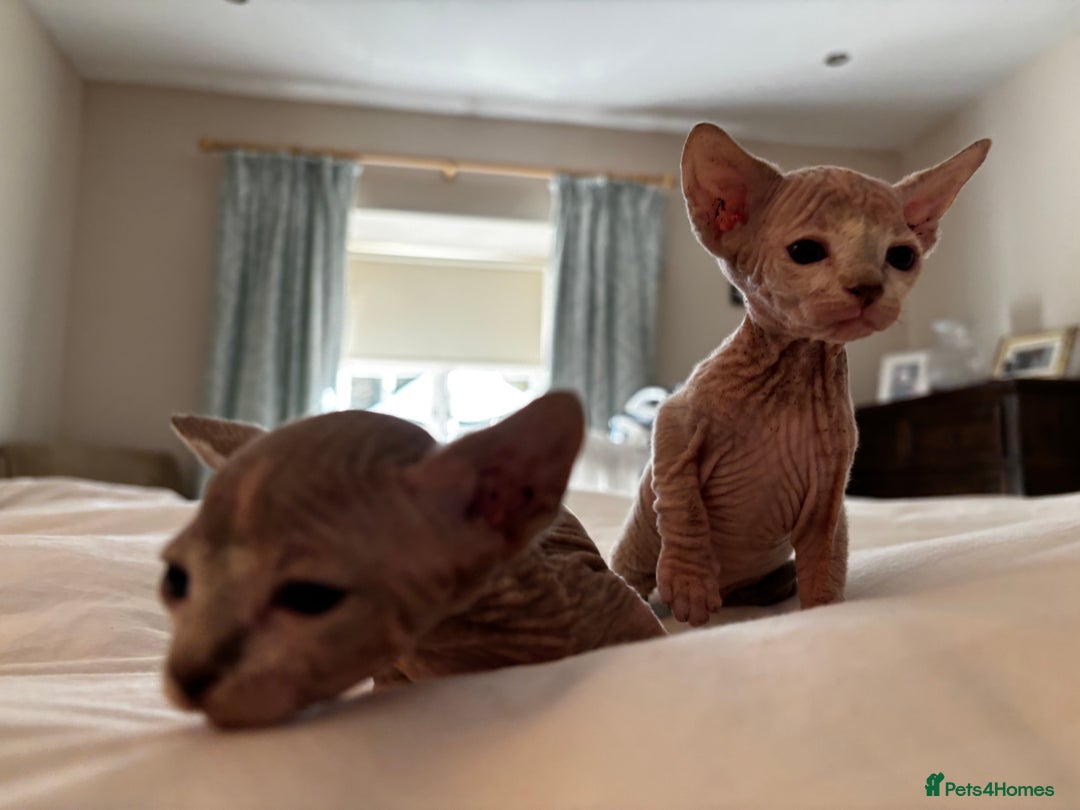 Sphynx cats for sale: Sphinx kittens  - Image 4