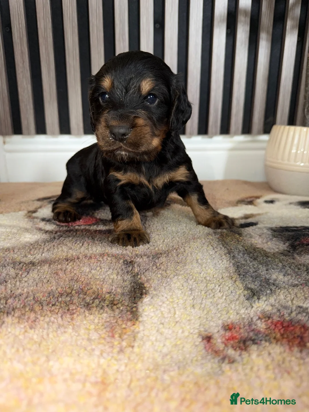 Cocker Spaniel dogs for sale: Cocker Spaniel Puppies  in Ashford - Advert 2