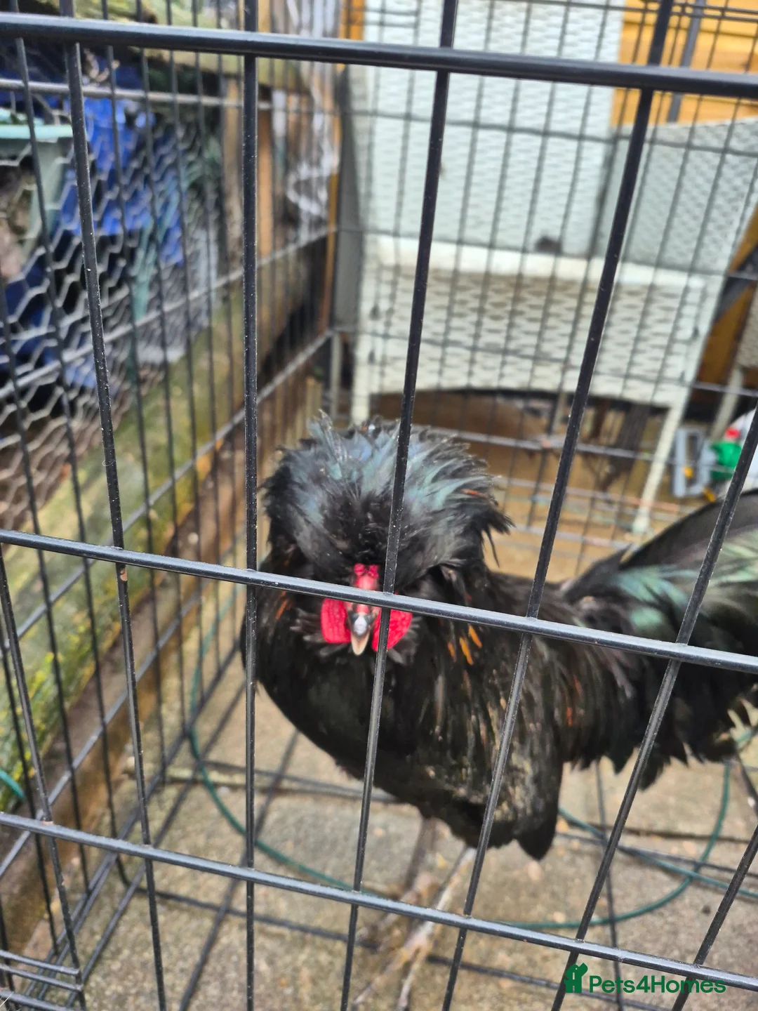 Chickens poultry for sale: 2 polish bantam Roosters  - Advert 3