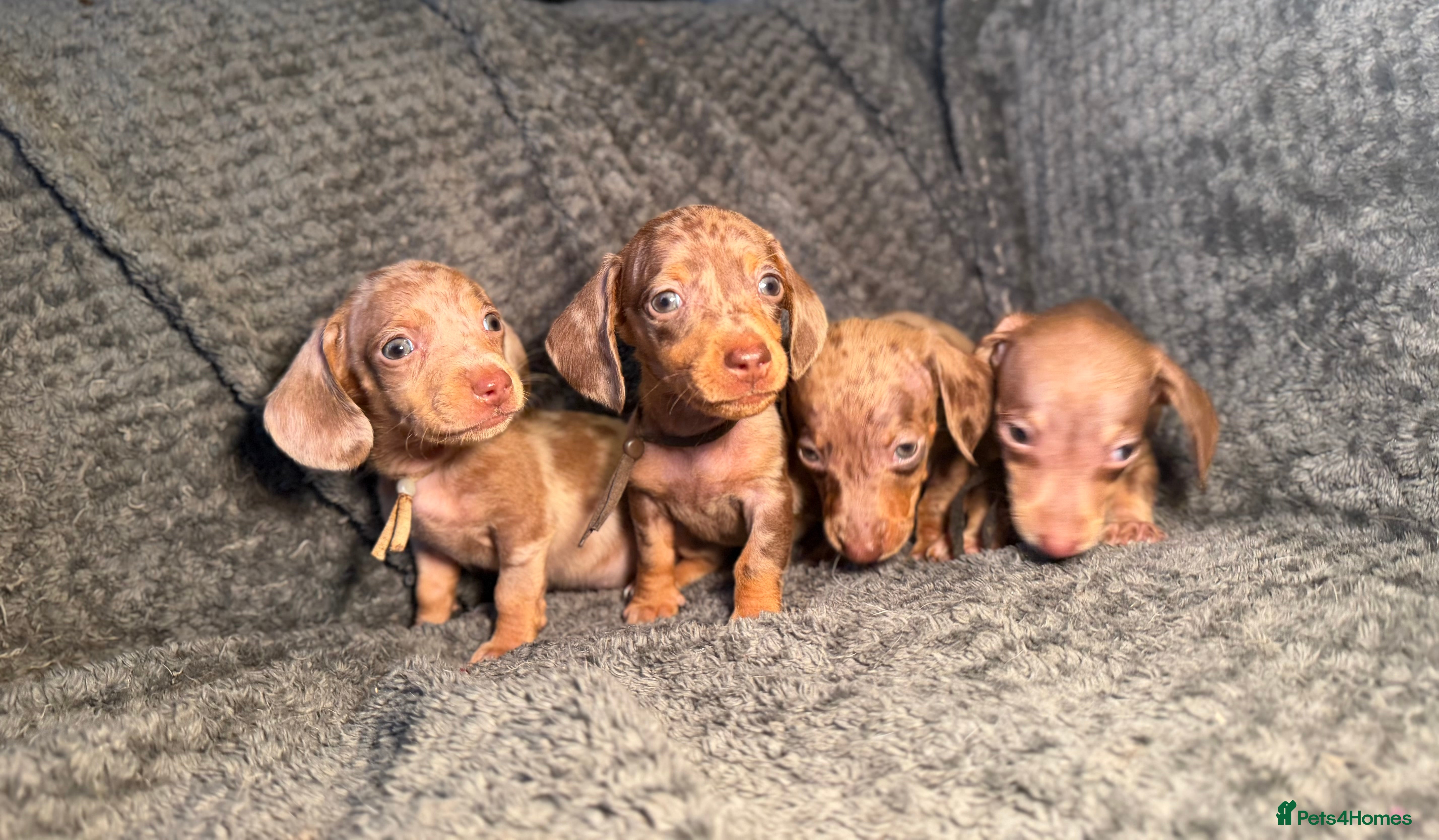 Miniature Dachshund dogs KC Reg Miniature Dachshunds Dapple Isabella    - Advert 10