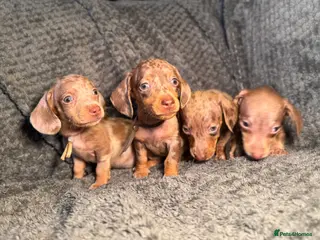 Miniature Dachshund dogs KC Reg Miniature Dachshunds Dapple Isabella - Advert 10