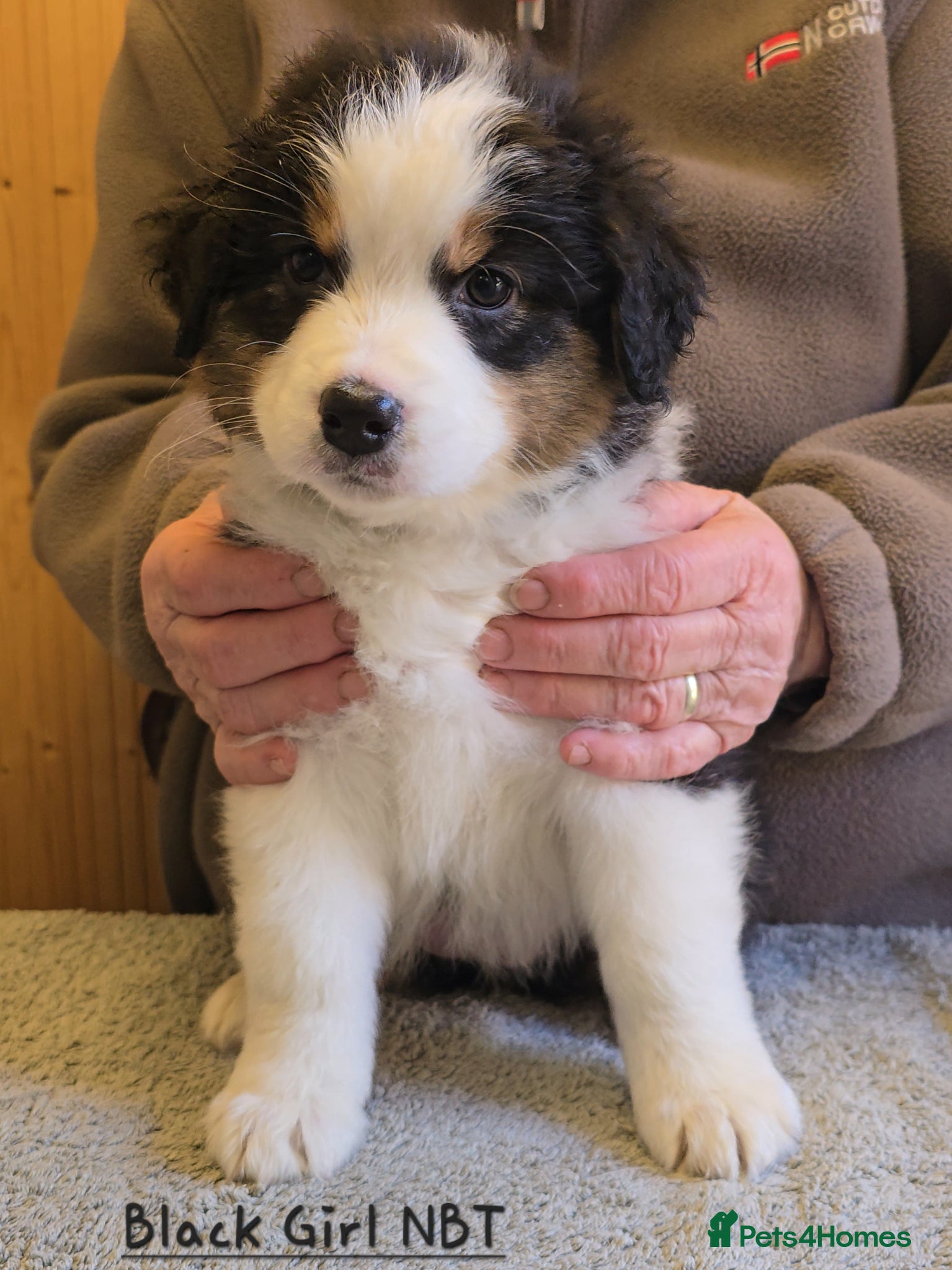 Australian Shepherd dogs Top Quality Australian Shepherd Pups  - Advert 1