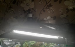 Gecko reptiles for sale: Crested geckos and full set ups  - Image 11