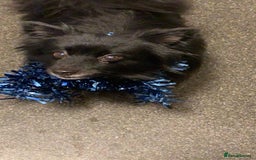 Pomeranian dogs for sale: ****7 Tri/parti Pom pups 3 girls left ** deposit - Image 16