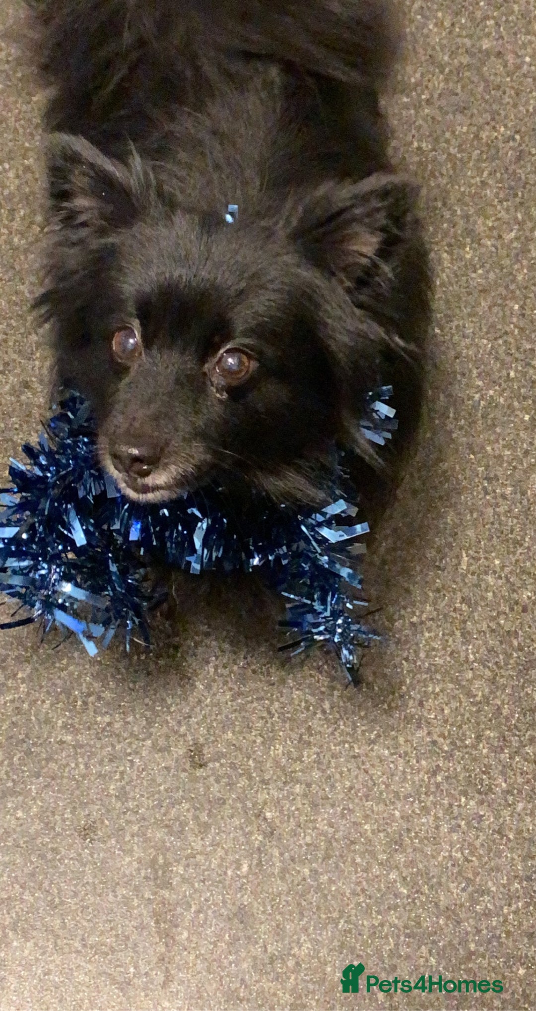 Pomeranian dogs for sale: ****7 Tri/parti Pom pups 3 girls left ** deposit - Image 16