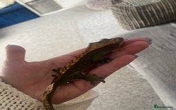 Gecko reptiles for sale: Tuko the crested gecko - Image 15