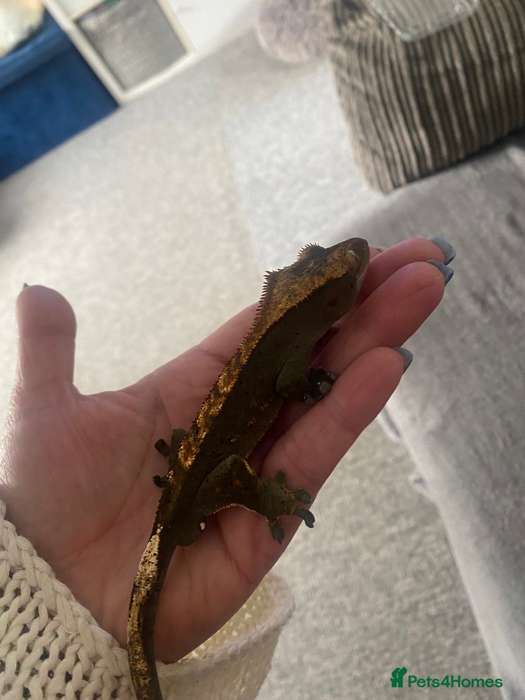 Gecko reptiles for sale: Tuko the crested gecko - Image 15