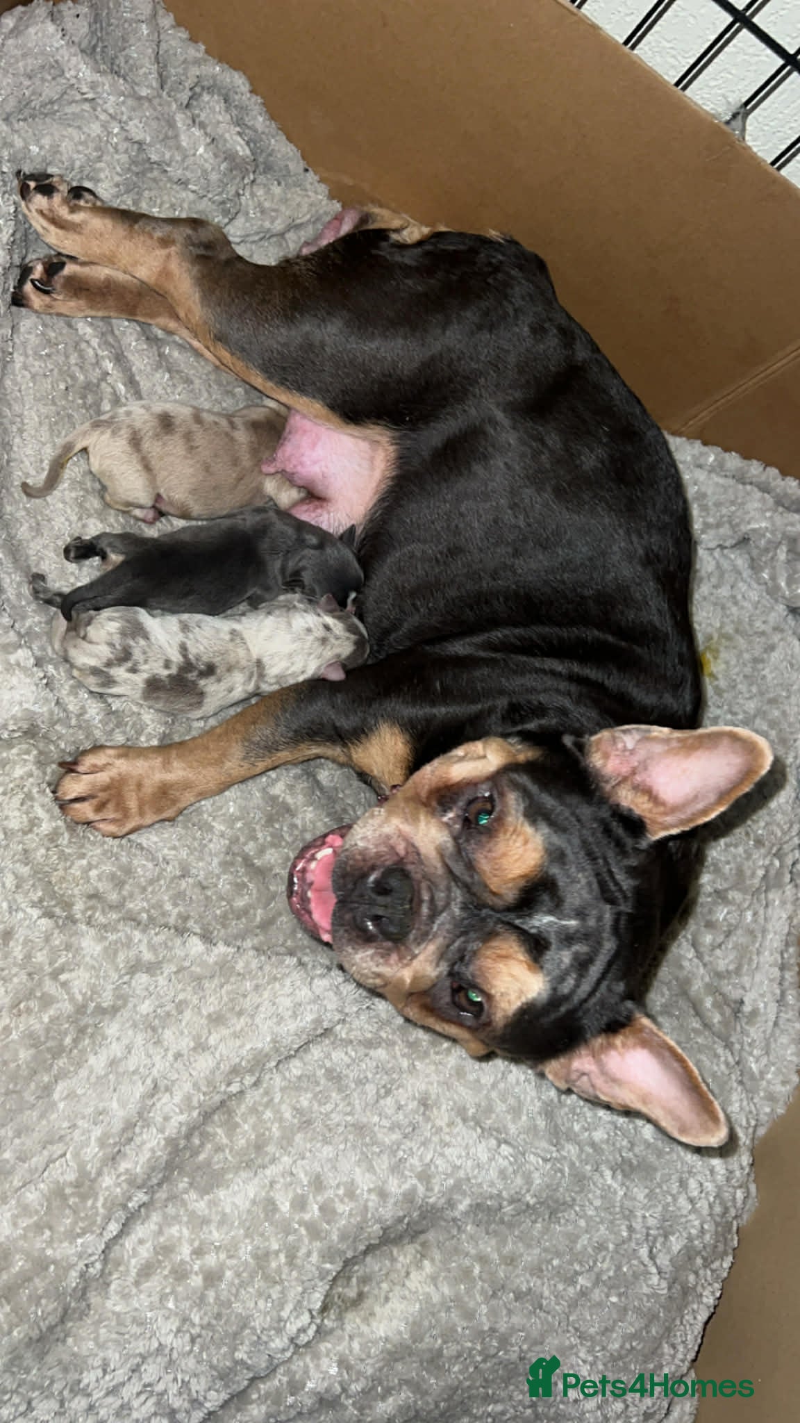 Mixed Breed dogs Puppies - Advert 8