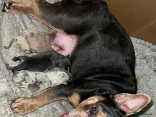 Mixed Breed dogs Puppies - Advert 8