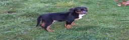 Mixed Breed dogs for sale: Cocker x Kelpie Puppies - Advert 16