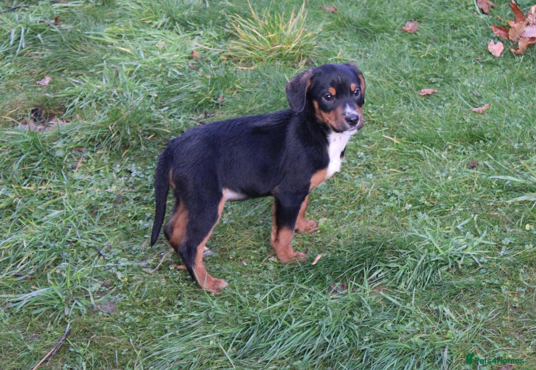Mixed Breed dogs for sale: Cocker x Kelpie Puppies - Advert 16