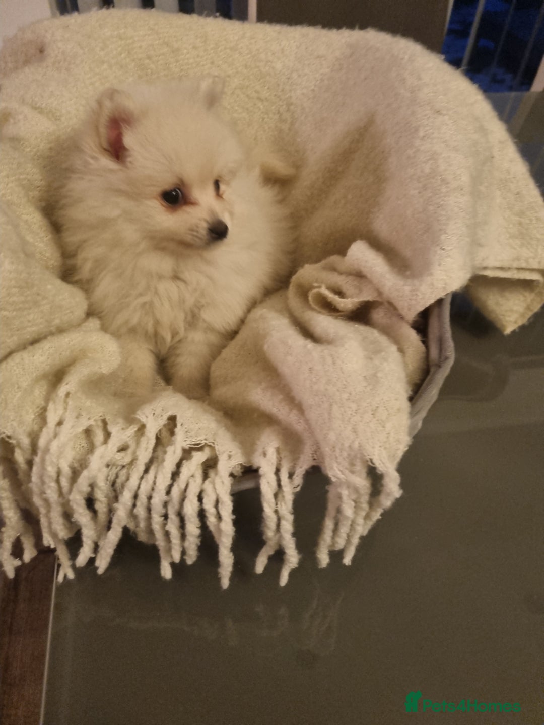 Pomeranian dogs for sale: Pomeraniums  - Advert 5