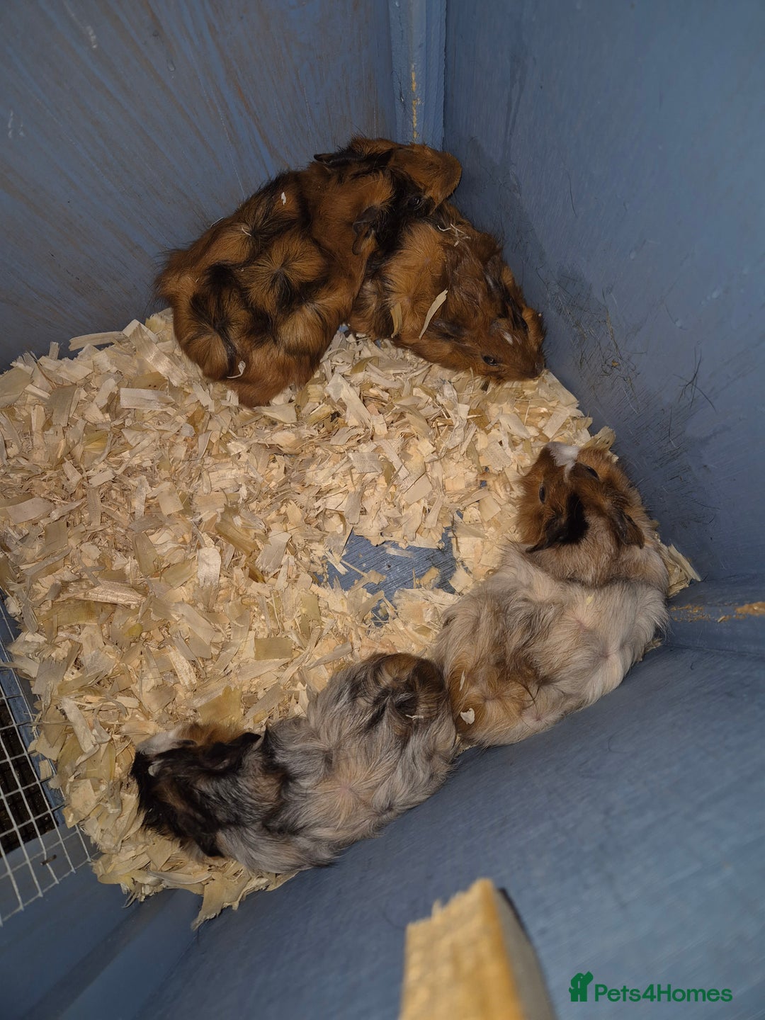 Guinea Pig rodents for sale: Gorgeous purebred baby Abyssinian guinea pigs - Advert 7