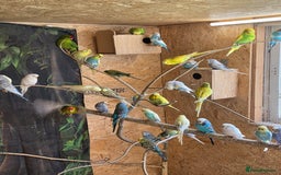 Budgerigars birds for sale: Budgies - Image 1