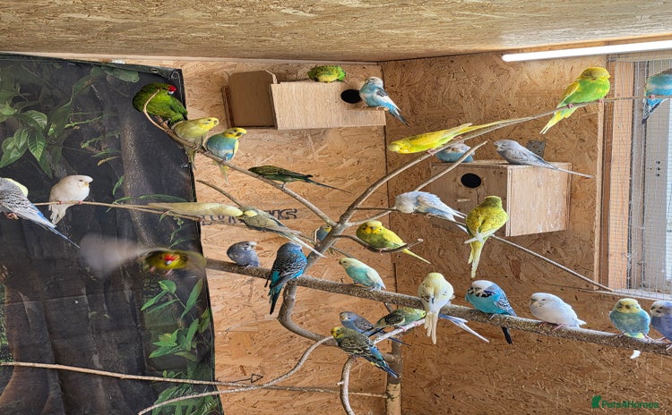 Budgerigars birds - Advert 3