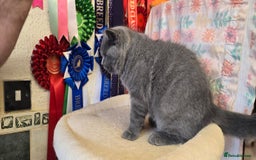 British Shorthair cats for sale: Beautiful full pedigree British  - Image 13