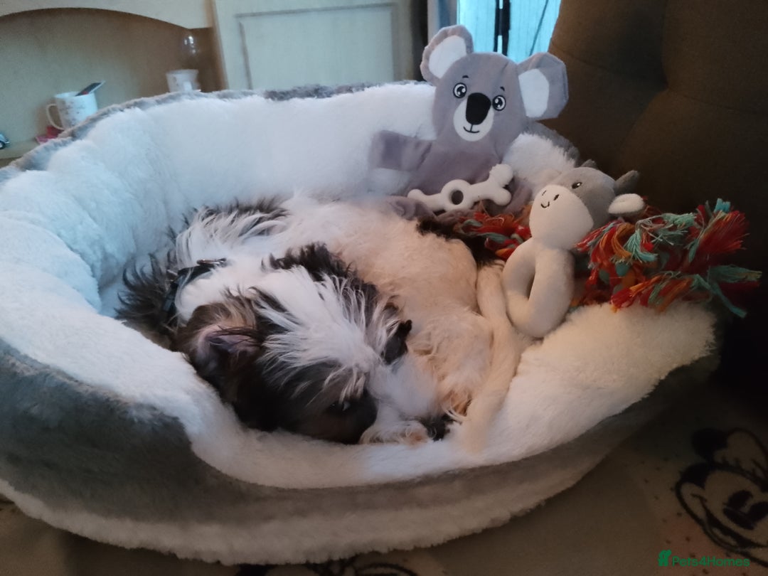 Mixed Breed dogs for sale: Puppy 11 weeks old need a new ASAP - Image 4