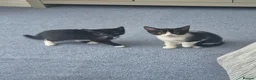 Mixed Breed cats for sale: Gorgeous kittens for sale - Advert 3