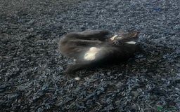 Mixed Breed cats for sale: 2 male 2 female kittens - Image 7