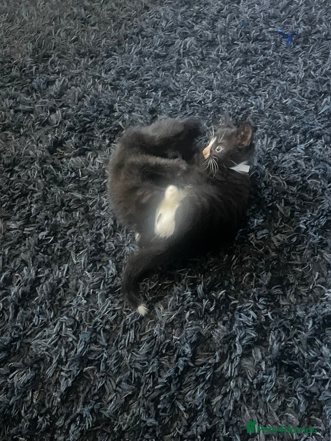 Mixed Breed cats for sale: 2 male 2 female kittens - Image 7