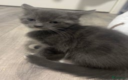 British Shorthair cats for sale: British shorthair x Bengal kittens - Image 8