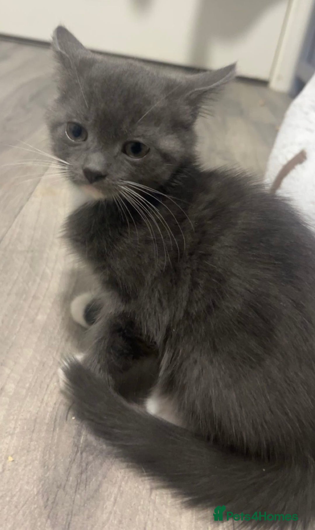 British Shorthair cats for sale: British shorthair x Bengal kittens - Image 8