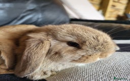 Mini Lop rabbits for sale: Mini Lop Bunnies Ready to leave shortly - Image 4