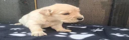 Golden Retriever dogs for sale: KC Registered Golden Retrievers- DNA Health Tested - Advert 24