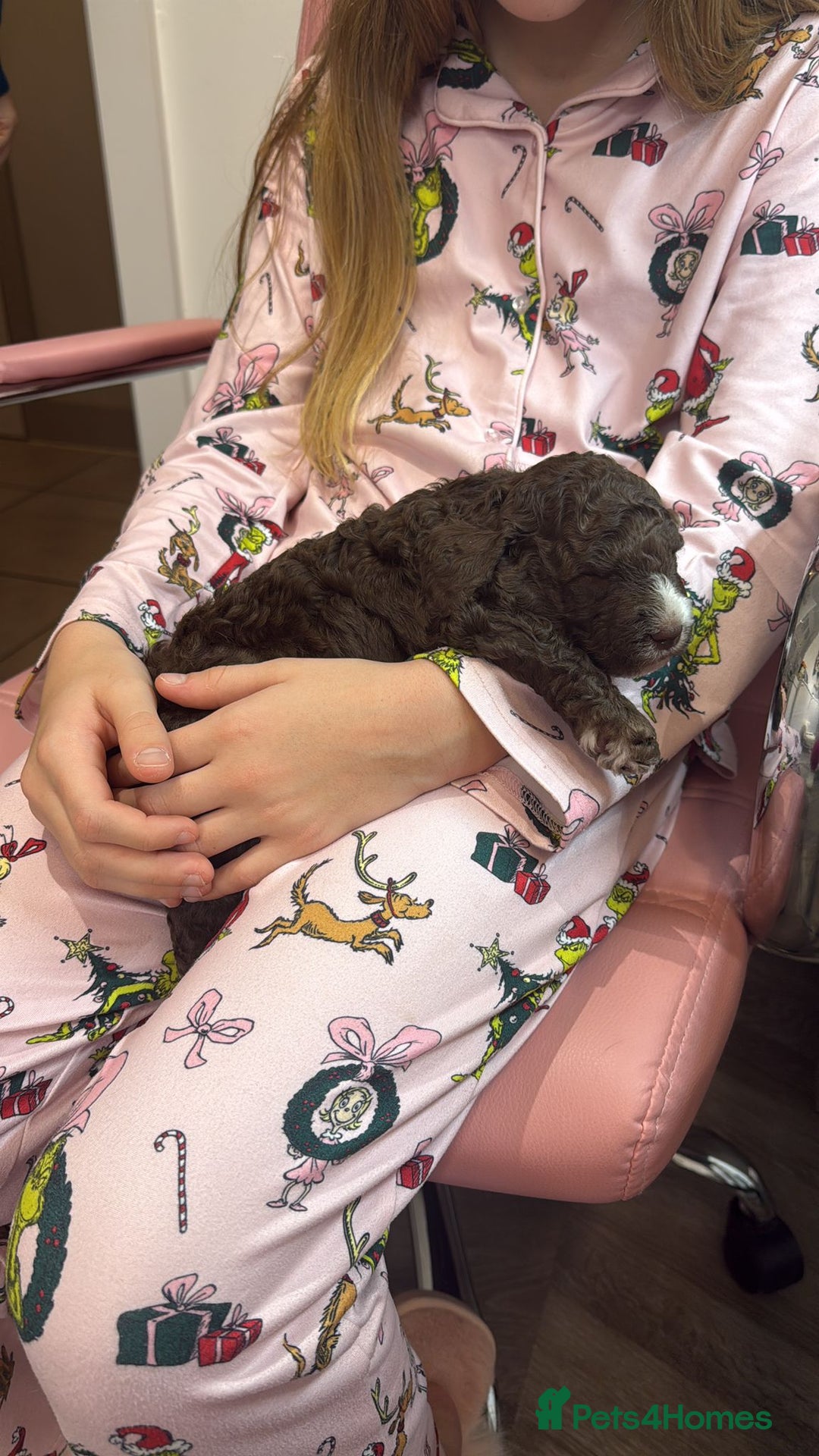 Australian Labradoodle dogs for sale: Australian Labradoodles Puppies - Advert 10