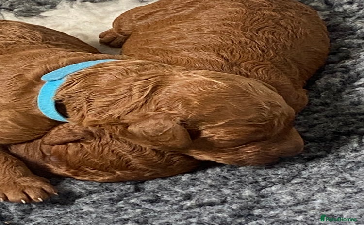 Labradoodle dogs - Advert 1