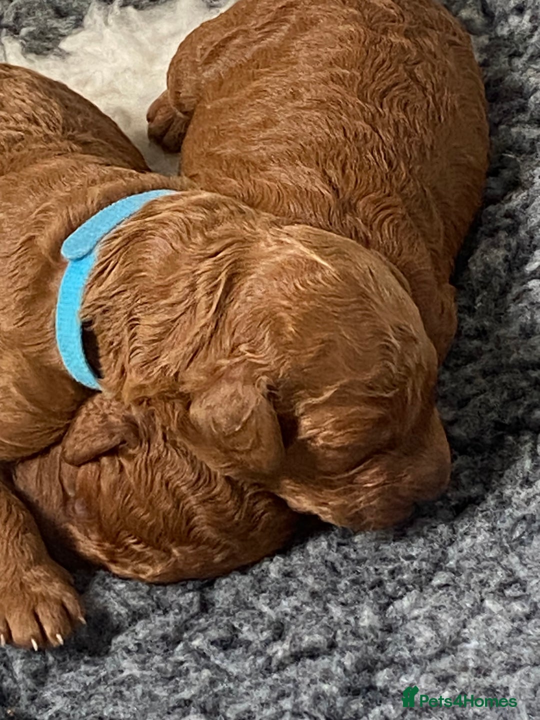 Labradoodle dogs for sale: Stunning red miniature labradoodle puppies - Image 1