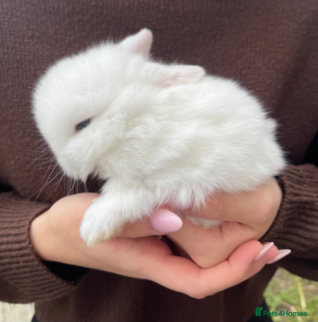 Mini Lop rabbits for sale: Mini Lop Rabbits - Image 6