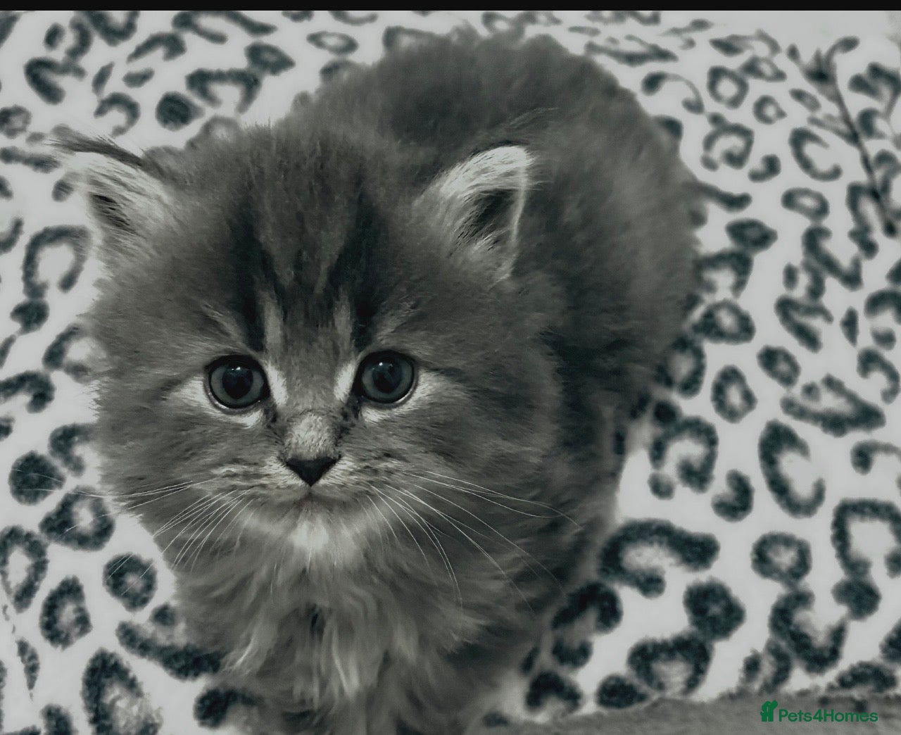 Mixed Breed cats Persian and British shorthair mix - Advert 2