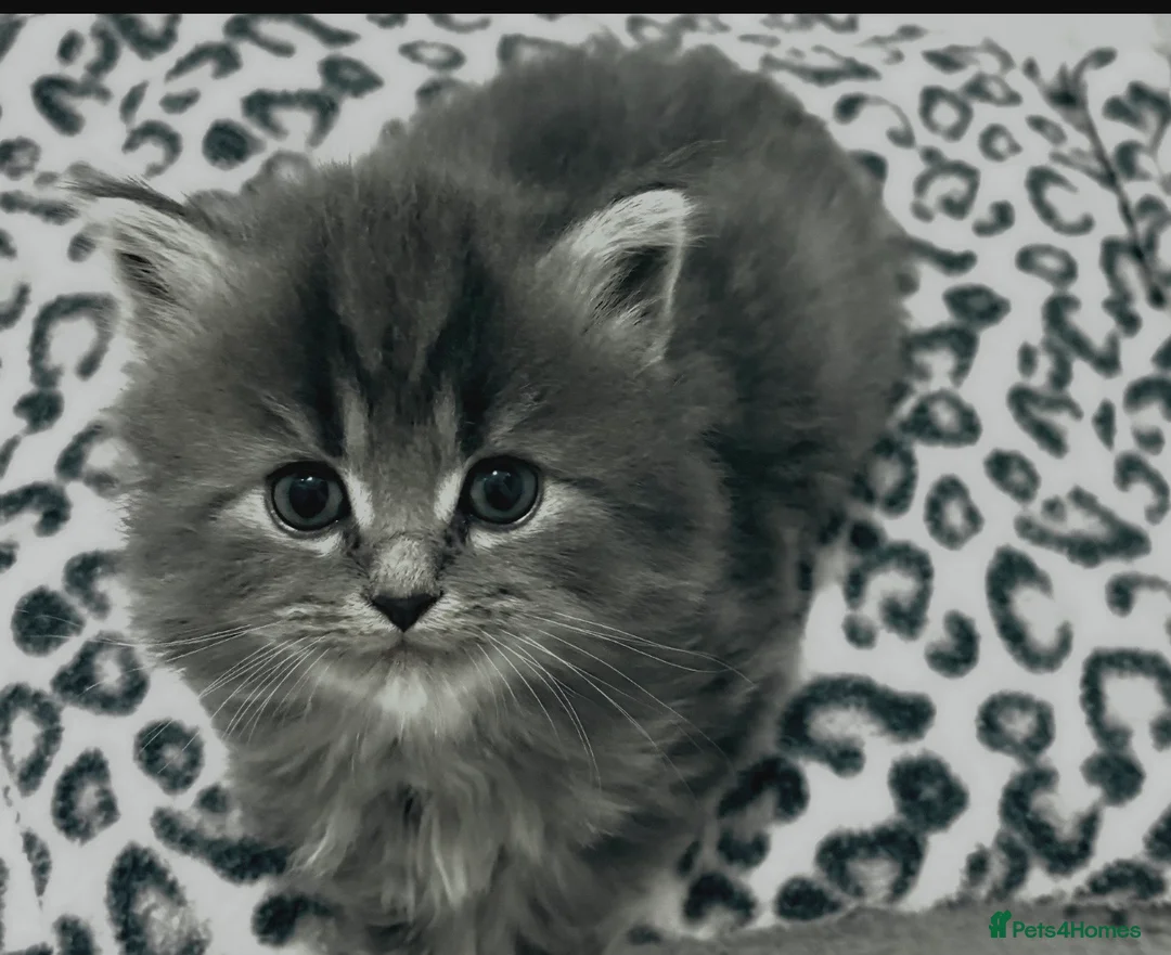 Mixed Breed cats for sale: Persian and British shorthair mix - Advert 2