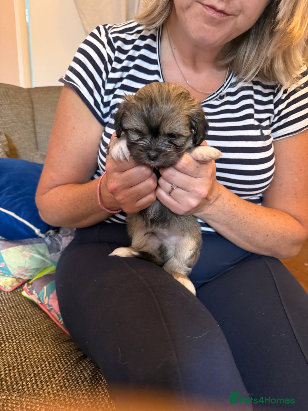 Mixed Breed dogs for sale: Peke’a’tease  - Image 23