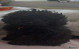 Mixed Breed dogs for sale: Asian toy poodle black boy  - Image 17