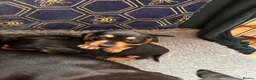Jackshund dogs for sale: Stunning litter of jackshounds  in Cambridge - Advert 8
