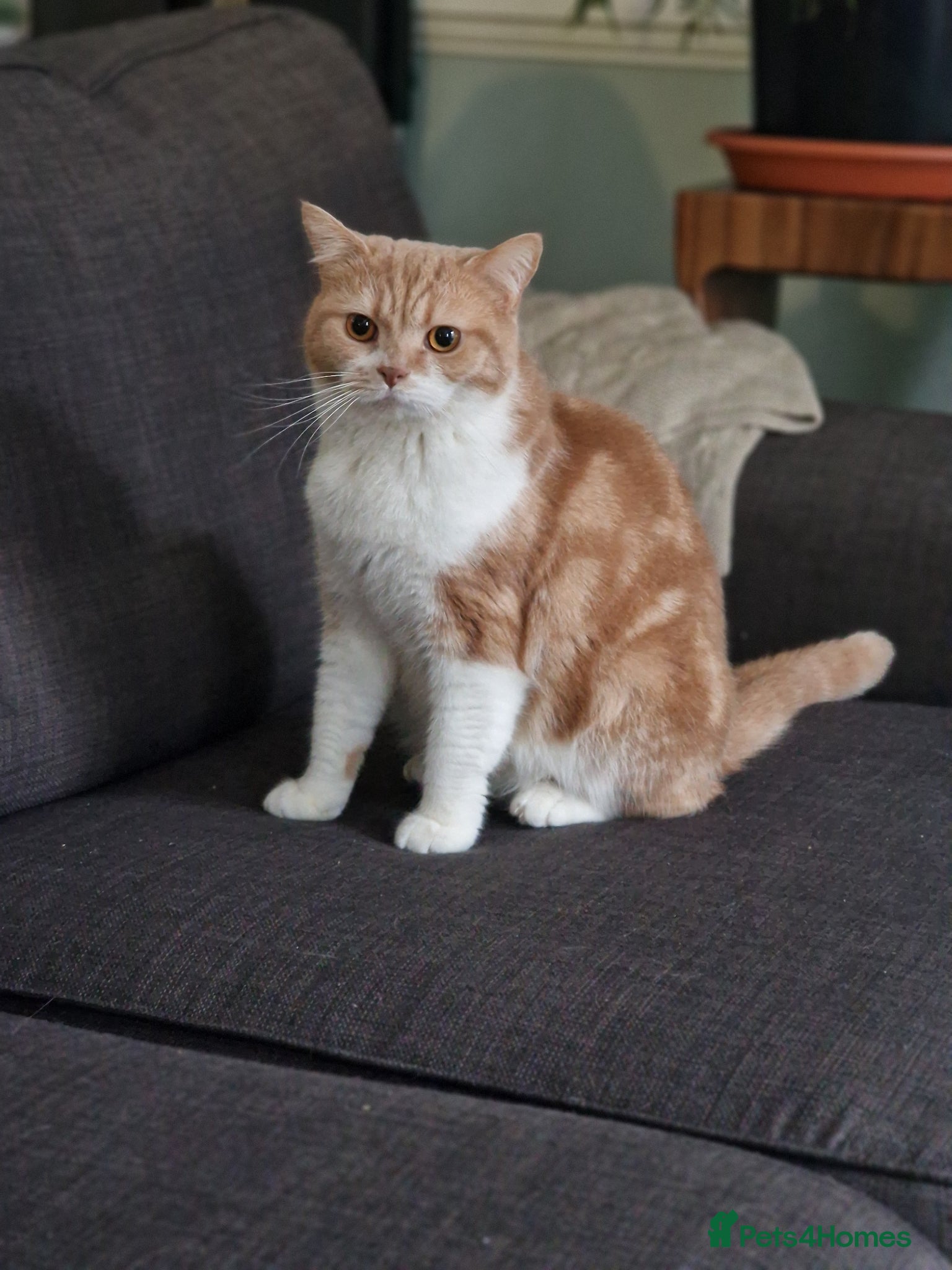 British Shorthair cats 4 Gorgeous Kittens – Ready to Reserve Now - Advert 1