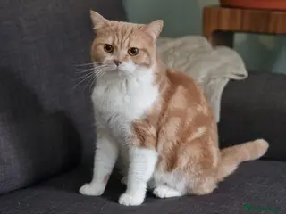 British Shorthair cats 4 Gorgeous Kittens – Ready to Reserve Now - Advert 2