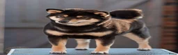 Japanese Shiba Inu dogs for sale: Quality Japanese shiba inu  - Advert 11