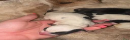 Jack Russell dogs for sale: Jack Russell puppys in Swindon - Advert 5