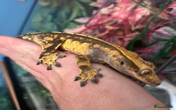 Gecko reptiles for sale: Mix of new Caledonian Geckos - Image 3