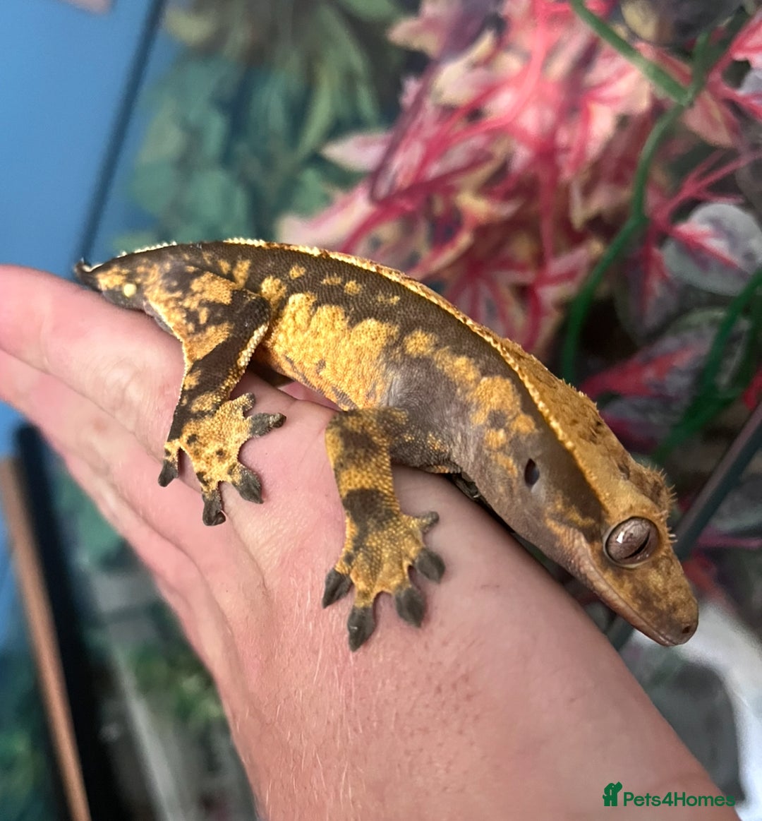 Gecko reptiles for sale: Mix of new Caledonian Geckos - Image 3