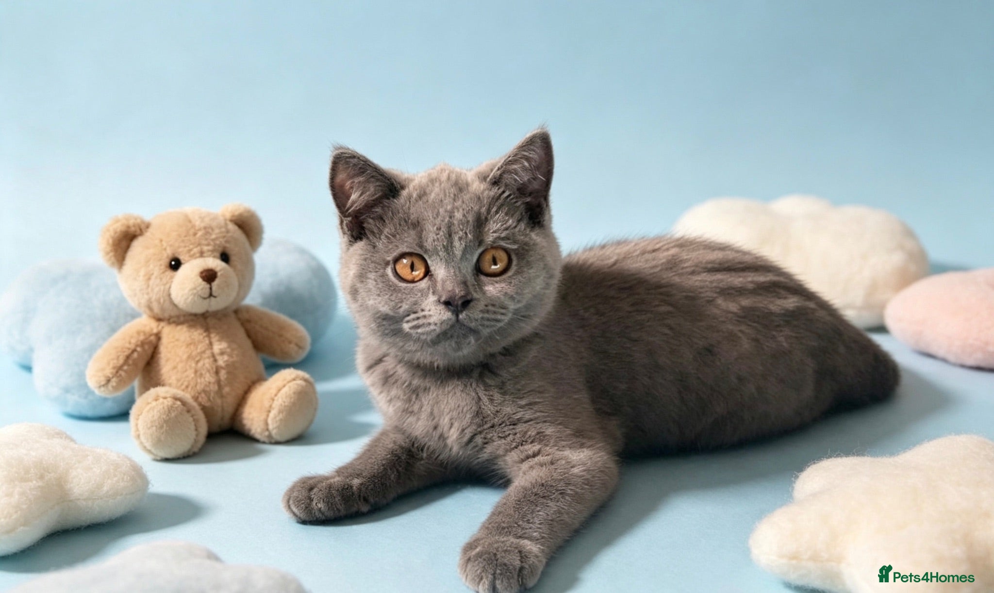 British Shorthair cats 3 beautiful brothers ready for there loving home  - Advert 1
