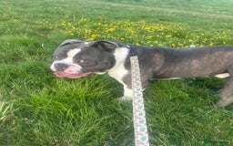 Olde English Bulldogge dogs for sale: 14 Month Olde English Bulldog  - Advert 2