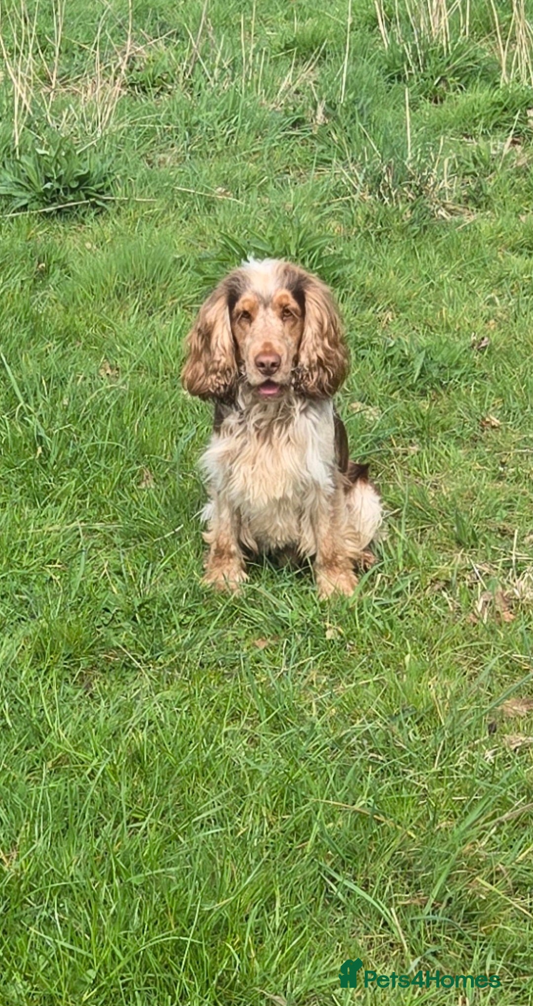 Cocker Spaniel dogs for stud: KC reg show cocker spaniel, proven health tested  - Advert 11