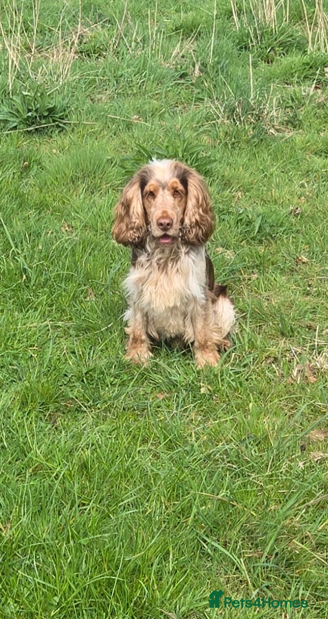 Cocker Spaniel dogs for stud: KC reg show cocker spaniel, proven health tested  - Advert 11