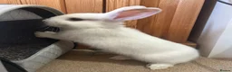Mixed Breed rabbits for sale: Mixed lop ready to go  - Advert 15