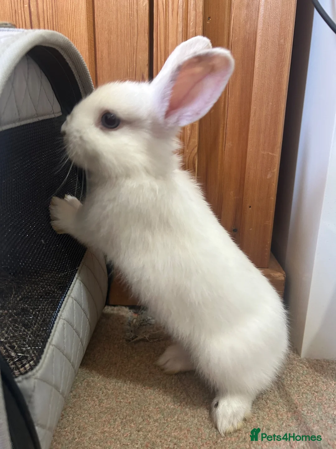 Mixed Breed rabbits for sale: Mixed lop ready to go  - Advert 15